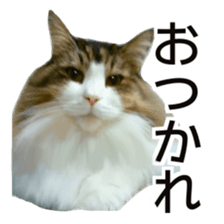 Cool cats photo stickers! (jp) sticker #15932599