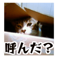Cool cats photo stickers! (jp) sticker #15932600