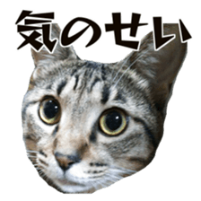 Cool cats photo stickers! (jp) sticker #15932601