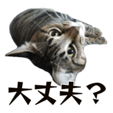 Cool cats photo stickers! (jp) sticker #15932602