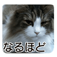 Cool cats photo stickers! (jp) sticker #15932606