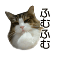 Cool cats photo stickers! (jp) sticker #15932607