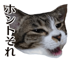 Cool cats photo stickers! (jp) sticker #15932610