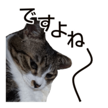 Cool cats photo stickers! (jp) sticker #15932611