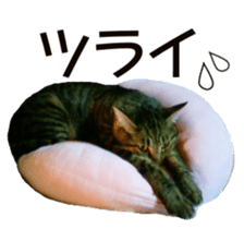 Cool cats photo stickers! (jp) sticker #15932612