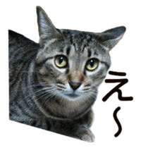 Cool cats photo stickers! (jp) sticker #15932613