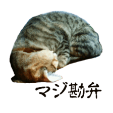 Cool cats photo stickers! (jp) sticker #15932614