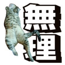 Cool cats photo stickers! (jp) sticker #15932615