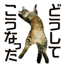 Cool cats photo stickers! (jp) sticker #15932616