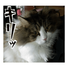 Cool cats photo stickers! (jp) sticker #15932617