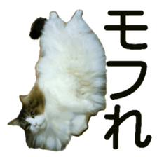 Cool cats photo stickers! (jp) sticker #15932618