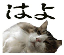 Cool cats photo stickers! (jp) sticker #15932619