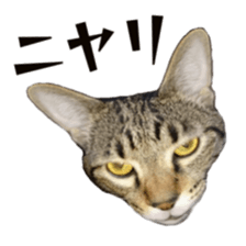 Cool cats photo stickers! (jp) sticker #15932620