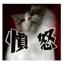 Cool cats photo stickers! (jp) sticker #15932621