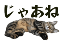 Cool cats photo stickers! (jp) sticker #15932622