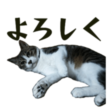 Cool cats photo stickers! (jp) sticker #15932623
