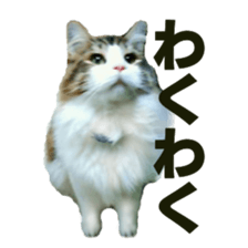 Cool cats photo stickers! (jp) sticker #15932624