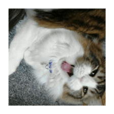 Cool cats photo stickers! (jp) sticker #15932625