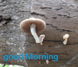 Aling sticker #15933095