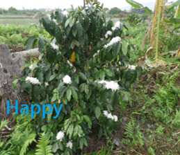 Aling sticker #15933096