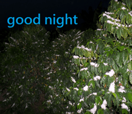 Aling sticker #15933097