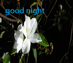 Scarlett sticker #15934146