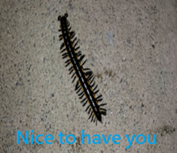 Scarlett sticker #15934147