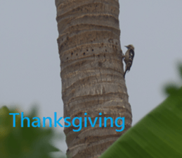 Scarlett sticker #15934150