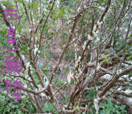 Zai Zai sticker #15934219