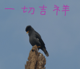 Zai Zai sticker #15934220