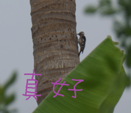 Zai Zai sticker #15934221