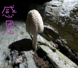 Zai Zai sticker #15934222