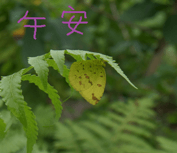 Zai Zai sticker #15934223