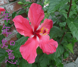 Zai Zai sticker #15934224