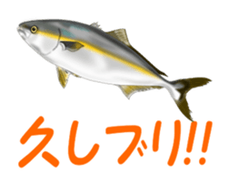 Fishes sticker #15934440