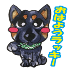 Lucky kuroshiba sticker #15934538
