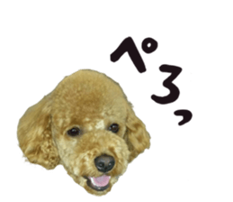 pretty dog TAE sticker #15934836