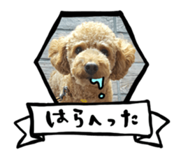 pretty dog TAE sticker #15934838