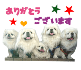 Real DOG White Pekingese sticker #15936962