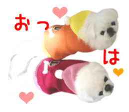 Real DOG White Pekingese sticker #15936963