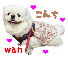 Real DOG White Pekingese sticker #15936964