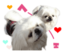 Real DOG White Pekingese sticker #15936965