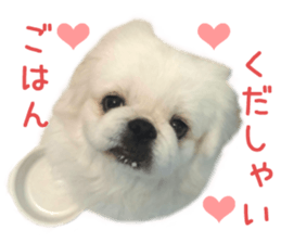 Real DOG White Pekingese sticker #15936966