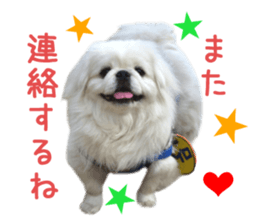 Real DOG White Pekingese sticker #15936967