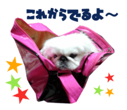 Real DOG White Pekingese sticker #15936968