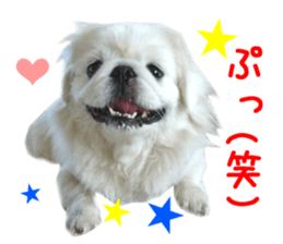 Real DOG White Pekingese sticker #15936969