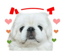 Real DOG White Pekingese sticker #15936970