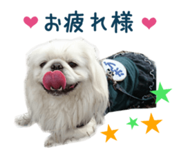 Real DOG White Pekingese sticker #15936971