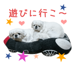 Real DOG White Pekingese sticker #15936972