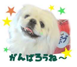 Real DOG White Pekingese sticker #15936973